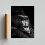 Tableau Photo Gorille Noir et Blanc Affiche poster