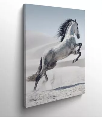 tableau-frame-photo-cadre-design-photo-cheval