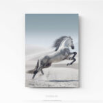 Tableau Photo Cheval sur plexi