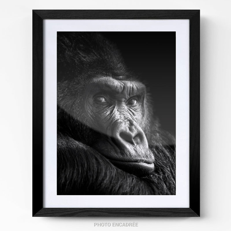 Tableau Photo Gorille Noir et Blanc cadre photo
