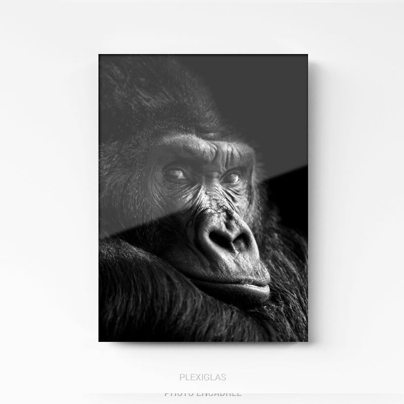 Tableau Photo Gorille Noir et Blanc sur plexi